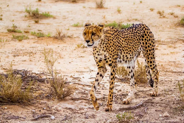 Cheetah Walking Front View Kgalagadi Transfrontier Park South Africa Specie — Stock fotografie