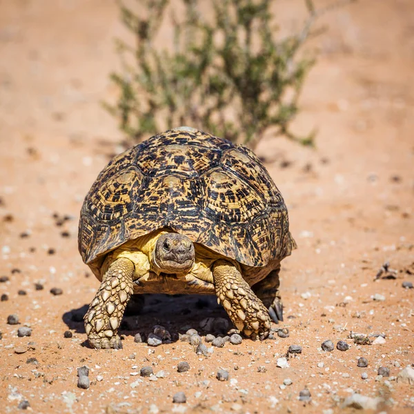 Leopard Sköldpadda Promenader Framifrån Torra Land Kgalagadi Gränsöverskridande Park Sydafrika — Stockfoto