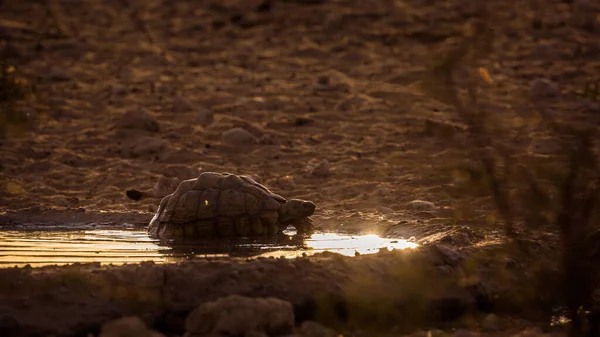 Leopard Tortoise Купаються Водоймі Заході Сонця Транскордонному Парку Кгалагаді Південна — стокове фото