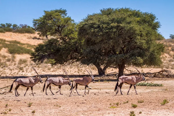 Cuatro Oryx Sudafricanos Caminando Paisajes Desérticos Parque Transfronterizo Kgalagadi Sudáfrica — Foto de Stock