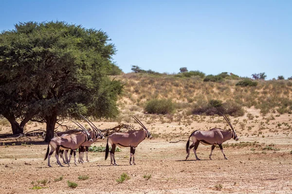 Pequeño Grupo Oryx Sudafricanos Paisajes Desérticos Parque Transfronterizo Kgalagadi Sudáfrica — Foto de Stock
