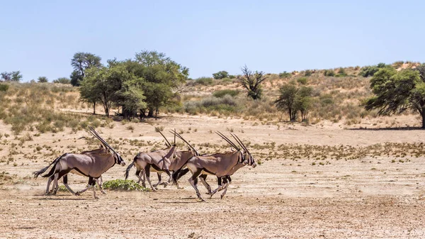 Kleine Groep Van Zuid Afrikaanse Oryx Die Woestijnlandschap Kgalagadi Grensoverschrijdend — Stockfoto