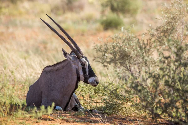 Zuid Afrikaanse Oryx Liggend Schaduw Kgalagadi Grensoverschrijdend Park Zuid Afrika — Stockfoto