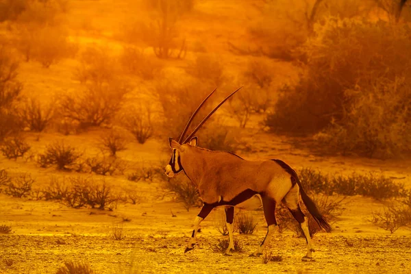 Νότια Αφρική Oryx Πόδια Στο Ηλιοβασίλεμα Kgalagadi Διασυνοριακό Πάρκο Νότια — Φωτογραφία Αρχείου