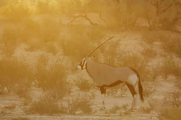 Νότια Αφρική Oryx Πόδια Στο Ηλιοβασίλεμα Kgalagadi Διασυνοριακό Πάρκο Νότια — Φωτογραφία Αρχείου