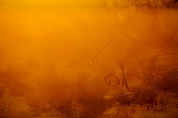 Orice Sudafricano Che Cammina Tramonto Nel Parco Transfrontaliero Kgalagadi Sudafrica — Foto Stock