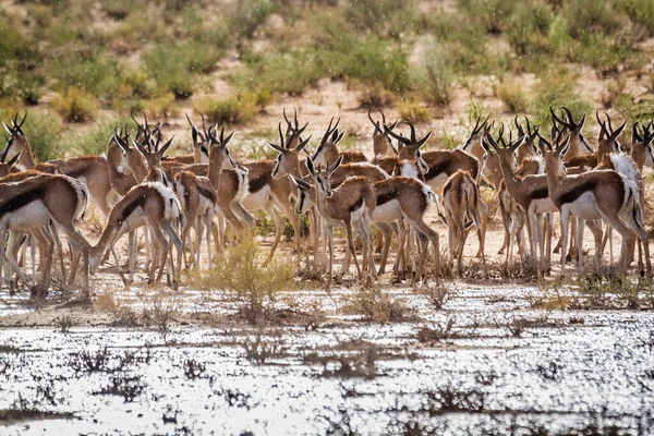 Springbok Kudde Onder Regen Kgalagari Grensoverschrijdend Park Zuid Afrika Soort — Stockfoto