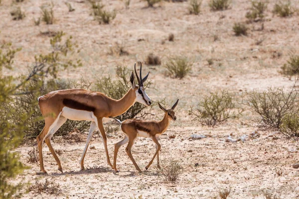 Güney Afrika 'da Kgalagari sınır ötesi parkında yavrusu olan Springbok dişisi Bovidae familyasından Specie Antidorcas Marsupialis.