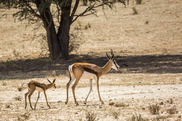 Springbok Vrouwtje Met Welp Kgalagari Transborder Park Zuid Afrika Soort — Stockfoto