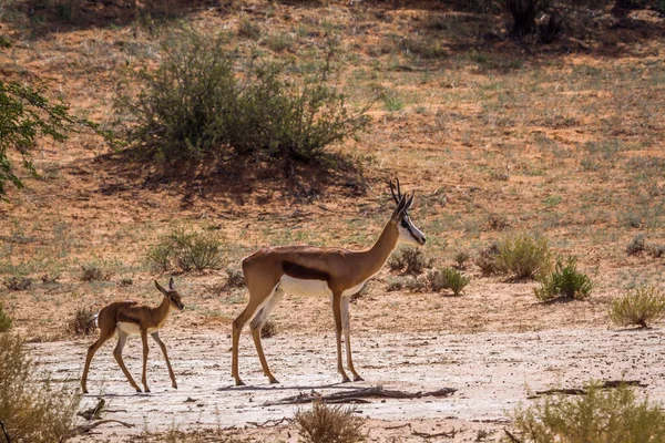 Springbok Hembra Con Cachorro Parque Transfronterizo Kgalagari Sudáfrica Especie Antidorcas —  Fotos de Stock