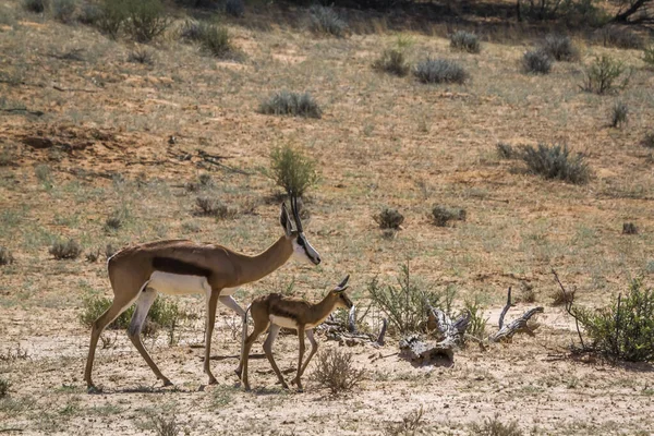 Springbok Vrouwtje Met Welp Kgalagari Transborder Park Zuid Afrika Soort — Stockfoto