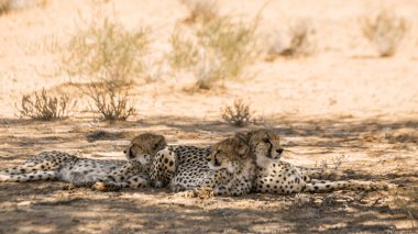 Güney Afrika 'da Kgalagadi sınır ötesi parkında iki yavrusu olan çita dişi; Felidae familyasından Specie Acinonyx jubatus