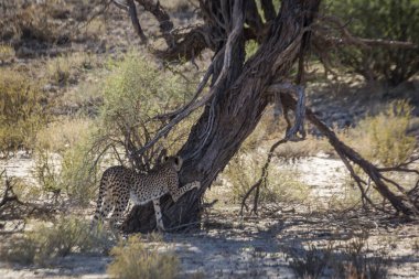 Güney Afrika 'da Kgalagadi sınır ötesi parkında ağaç gövdesi tırmalayan Felidae ailesinden Specie Acinonyx jubatus