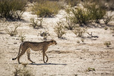 Güney Afrika 'daki Kgalagadi sınır ötesi parkında yürüyen Çita; Felidae familyasından Specie Acinonyx jubatus