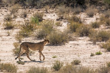 Güney Afrika 'daki Kgalagadi sınır ötesi parkında yürüyen Çita; Felidae familyasından Specie Acinonyx jubatus