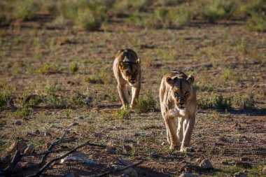 Güney Afrika 'da Kgalagadi sınır ötesi parkında yürüyen iki Afrikalı dişi aslan, Felidae familyasından Specie Panthera Leo.