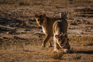 Güney Afrika 'daki Kgalagadi sınır ötesi parkında gezen iki Afrika aslanı Felidae familyasından Specie Panthera leo