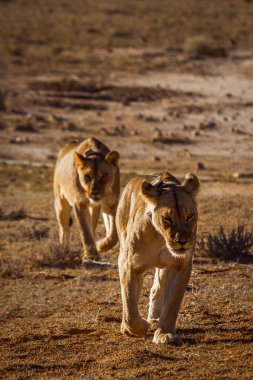Güney Afrika 'daki Kgalagadi sınır ötesi parkında koşan iki Afrikalı dişi aslan, Felidae familyasından Specie Panthera Leo.
