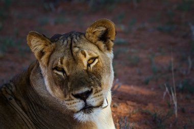 Güney Afrika 'da Kgalagadi sınır ötesi parkında radyo tasmalı Afrika aslanı portresi; Felidae familyasından Specie panthera leo