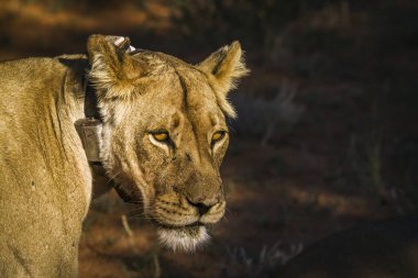 Güney Afrika 'da Kgalagadi sınır ötesi parkında radyo tasmalı Afrika aslanı portresi; Felidae familyasından Specie panthera leo