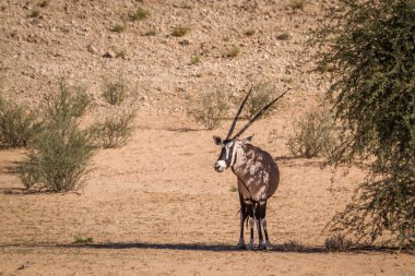 Güney Afrika antilobu sıcak bir günde Güney Afrika 'daki Kgalagadi sınır ötesi parkında gölgede duruyor. Bovidae ailesinden Specie Oryx gazella.