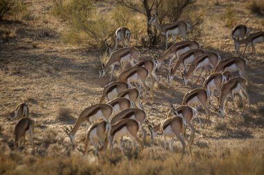 Güney Afrika 'daki Kgalagari sınır ötesi parkında Springbok sürüsü otluyor Bovidae familyasından Specie Antidorcas Marsupialis