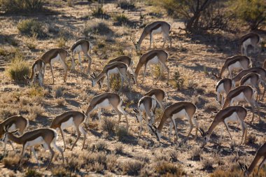 Güney Afrika 'daki Kgalagari sınır ötesi parkında Springbok sürüsü otluyor Bovidae familyasından Specie Antidorcas Marsupialis