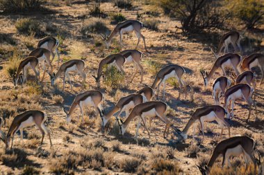 Güney Afrika 'daki Kgalagari sınır ötesi parkında Springbok sürüsü otluyor Bovidae familyasından Specie Antidorcas Marsupialis