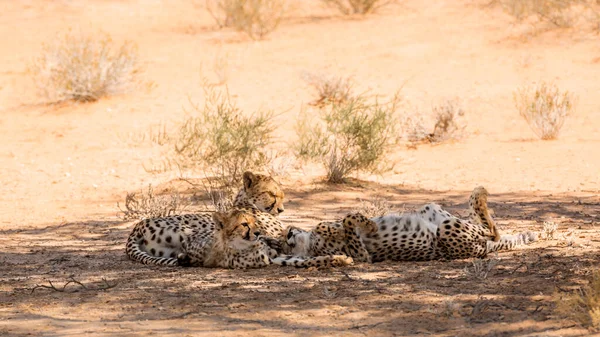 Cheetah Vrouwtje Met Twee Welpen Liggend Schaduw Kgalagadi Grensoverschrijdende Park — Stockfoto