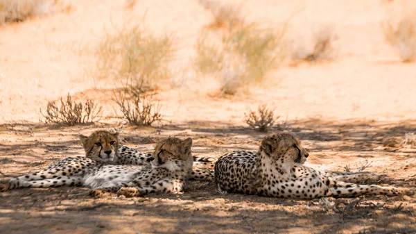 Cheetah Fena Dvěma Mláďaty Ležící Stínu Kgalagadi Přeshraničním Parku Jihoafrická — Stock fotografie