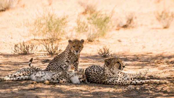 Gepárd Nőstény Két Kölyökkel Dél Afrikai Kgalagadi Határmenti Parkban Specie — Stock Fotó