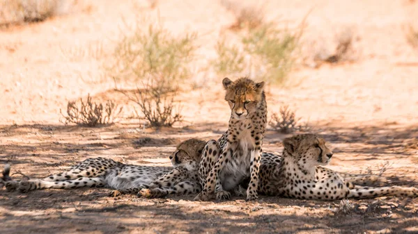 Gepárd Nőstény Két Kölyökkel Dél Afrikai Kgalagadi Határmenti Parkban Specie — Stock Fotó