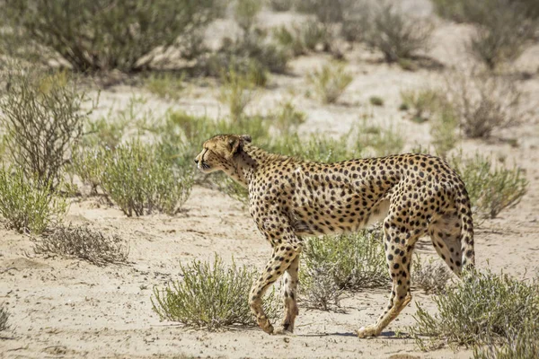 Cheetah Walking Dry Land Kgalagadi Transfrontier Park South Africa Specie — Stock Photo, Image