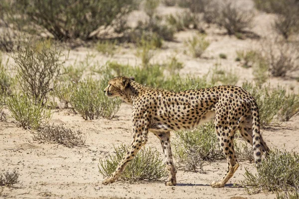 Güney Afrika Daki Kgalagadi Sınır Ötesi Parkında Yürüyen Çita Felidae — Stok fotoğraf