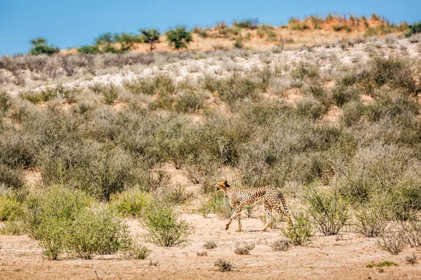 Cheetah Wandelen Droge Omgeving Kgalagadi Grensoverschrijdende Park Zuid Afrika Soort — Stockfoto