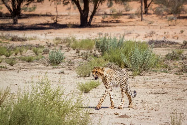 Güney Afrika Daki Kgalagadi Sınır Ötesi Parkında Yürüyen Genç Çita — Stok fotoğraf