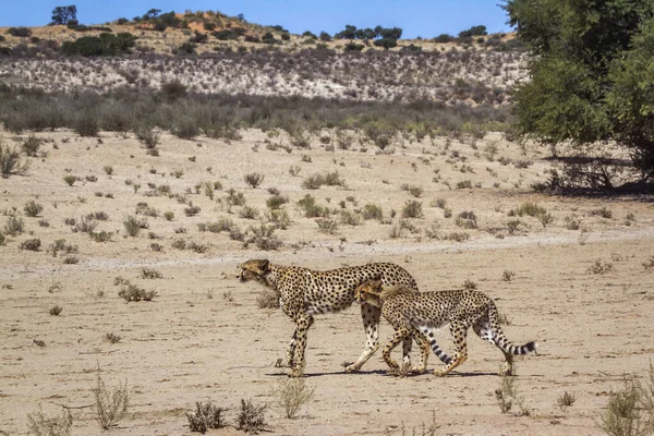 Cheetah Vrouwtje Welp Wandelen Woestijn Kgalagadi Grensoverschrijdende Park Zuid Afrika — Stockfoto