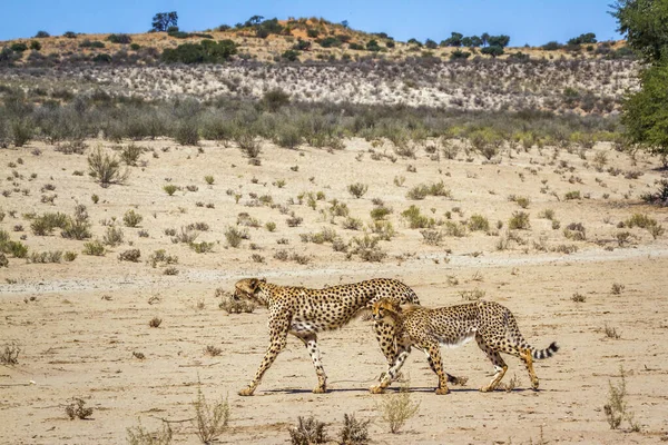 Cheetah Femmina Cucciolo Passeggiando Nel Deserto Nel Parco Transfrontaliero Kgalagadi — Foto Stock