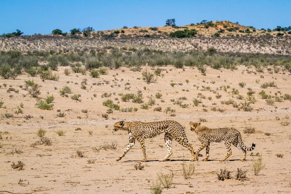 Cheetah Vrouwtje Welp Wandelen Woestijn Kgalagadi Grensoverschrijdende Park Zuid Afrika — Stockfoto