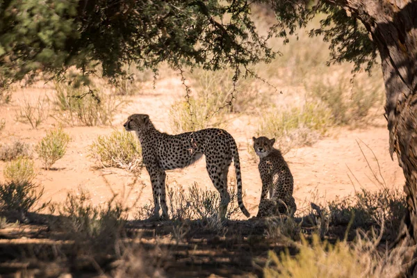 南アフリカのKgalagadi国境公園の木の影のチーターの女性と赤ちゃん 種Acinonyx Jubatus Felidaeの家族 — ストック写真