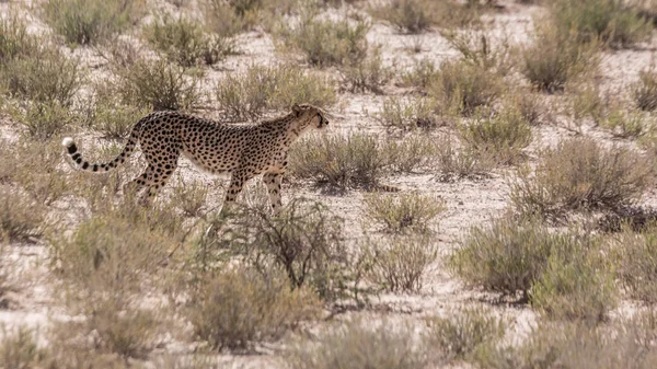 Gepard Procházky Souši Kgalagadi Přeshraniční Park Jižní Afrika Druh Acinonyx — Stock fotografie