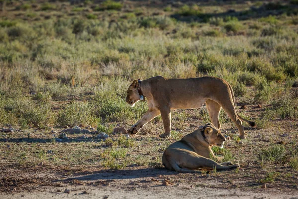 Dvě Africké Lvice Rozhlasovým Obojkem Kgalagadi Přeshraničním Parku Jihoafrická Republika — Stock fotografie