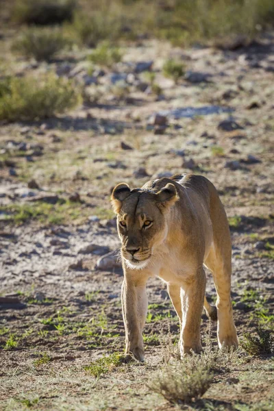 Afrikanska Lejoninnan Promenader Framför Utsikt Kgalagadi Gränsöverskridande Park Sydafrika Specie — Stockfoto