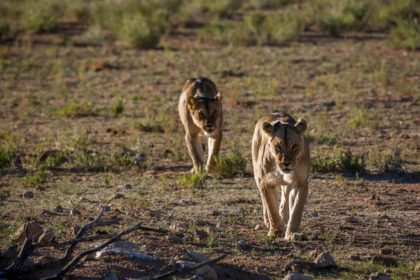 南アフリカのKgalagadi国境公園で2匹のアフリカ人の雌ライオンが正面を歩いている 仲間の種Pantheraレオ族 — ストック写真