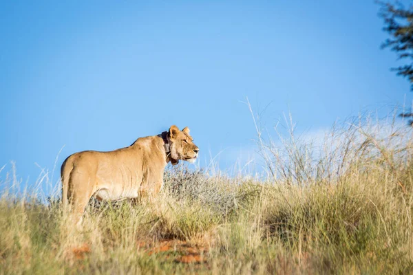 Afrikaanse Leeuwin Met Halsband Kgalagadi Transfrontier Park Zuid Afrika Soort — Stockfoto