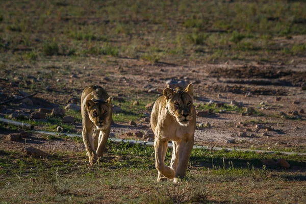 Güney Afrika 'daki Kgalagadi sınır ötesi parkında koşan iki Afrikalı dişi aslan, Felidae familyasından Specie Panthera Leo.