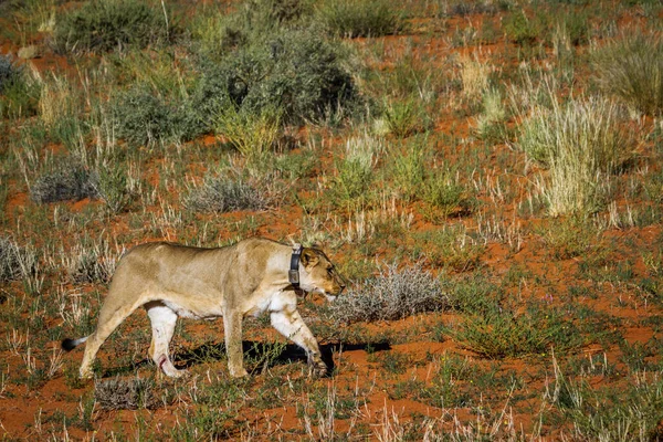 南アフリカのKgalagadi国境公園を歩く襟を追跡するアフリカ人の雌ライオン 仲間の種Pantheraレオ族 — ストック写真