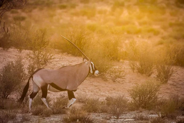 South African Oryx Walking Sunset Kgalagadi Transborder Park África Sul — Fotografia de Stock