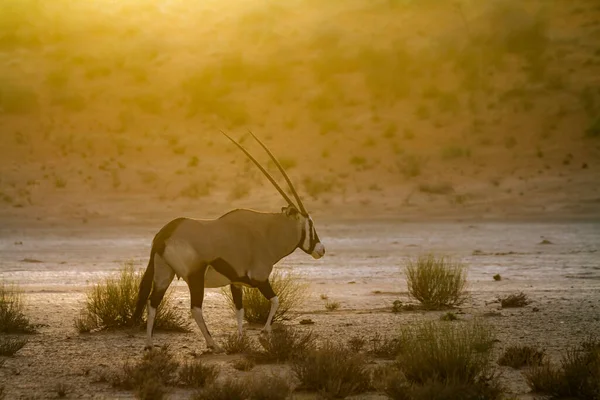 Południowoafrykański Oryx Spacerujący Zachodzie Słońca Parku Transgranicznym Kgalagadi Rpa Gatunek — Zdjęcie stockowe