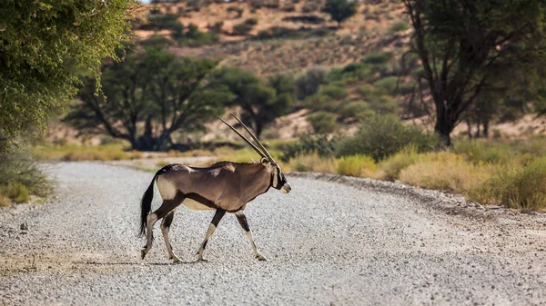 Południowoafrykański Oryx Przecinający Żwirową Drogę Safari Transgranicznym Parku Kgalagadi Republika — Zdjęcie stockowe